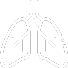 lungs